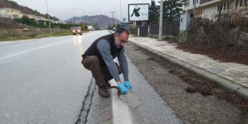 ΑΡΚΤΟΥΡΟΣ: Θανατηφόρο τροχαίο με θύμα μία βίδρα στην Καστοριά