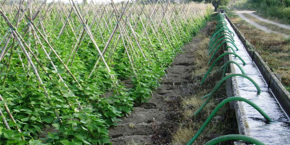 Κοντά σε ολική απώλεια παραγωγής φασολιών λόγω της κακοκαιρίας σε Καστοριά και Πρέσπες