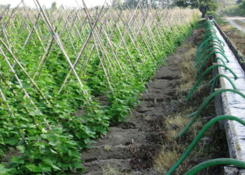 Κοντά σε ολική απώλεια παραγωγής φασολιών λόγω της κακοκαιρίας σε Καστοριά και Πρέσπες