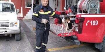 Πολύωρη επιχείρηση διάσωσης σκυλίτσας που είχε πέσει σε πηγάδι 20 μέτρων στο Χρώμιο