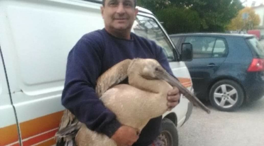 Διάσωση πελεκάνου στην Αναρράχη Εορδαίας