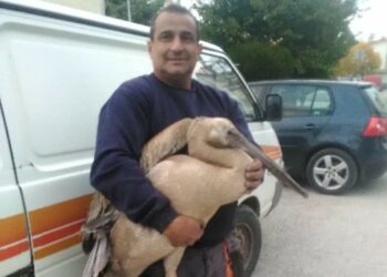 Διάσωση πελεκάνου στην Αναρράχη Εορδαίας