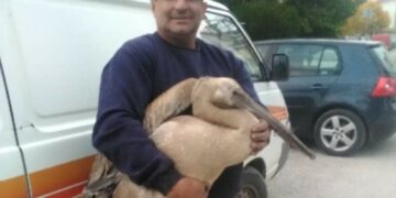 Διάσωση πελεκάνου στην Αναρράχη Εορδαίας