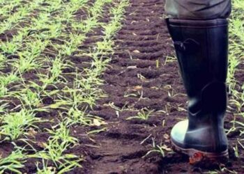 ΥΠΑΑΤ: Πληρωμές 633.434.763 εκατ. ευρώ στους αγρότες – Προκαταβολή (70%) της Βασικής Ενίσχυσης του 2021 από τον ΟΠΕΚΕΠΕ