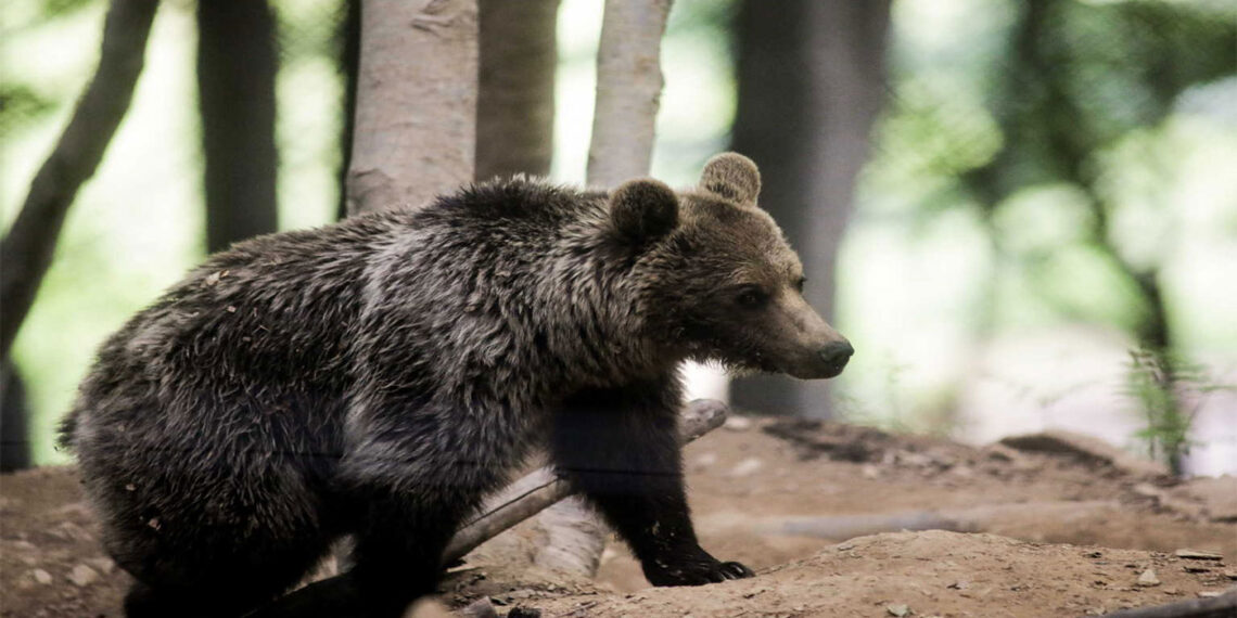 Κοζάνη: Αρκούδα πετάχτηκε και δάγκωσε κυνηγό – Πώς περιγράφει ο ίδιος τον εφιάλτη σε μονοπάτι