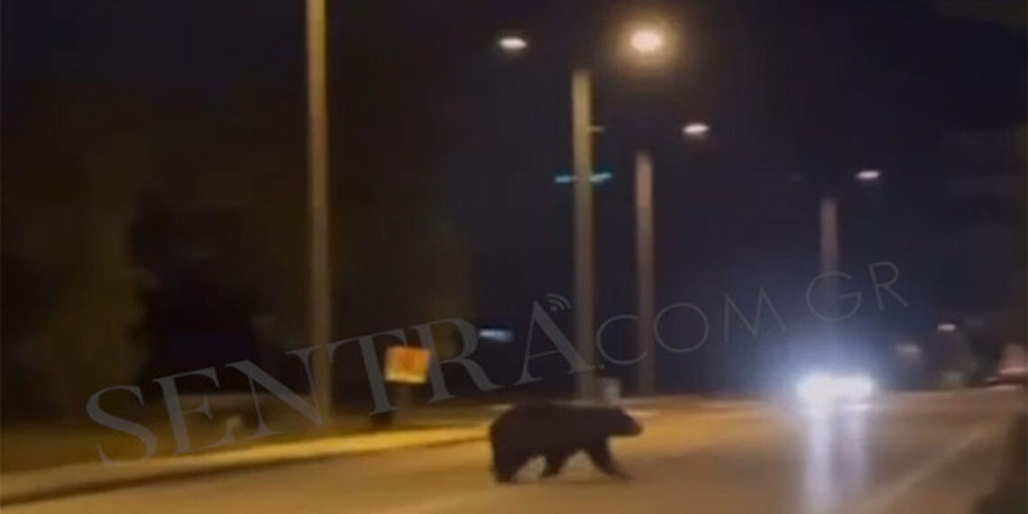 Αρκούδα έκοβε βόλτες έξω από το Δισπηλιό (Βίντεο)