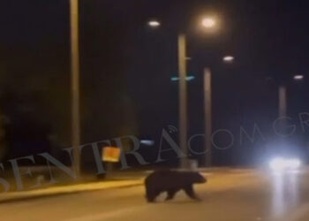 Αρκούδα έκοβε βόλτες έξω από το Δισπηλιό (Βίντεο)