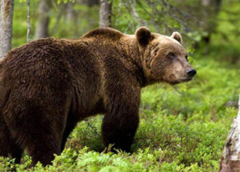 Αρκούδα προξένησε ζημιές στο Βαρικό Φλώρινας