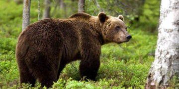 Αρκούδα προξένησε ζημιές στο Βαρικό Φλώρινας