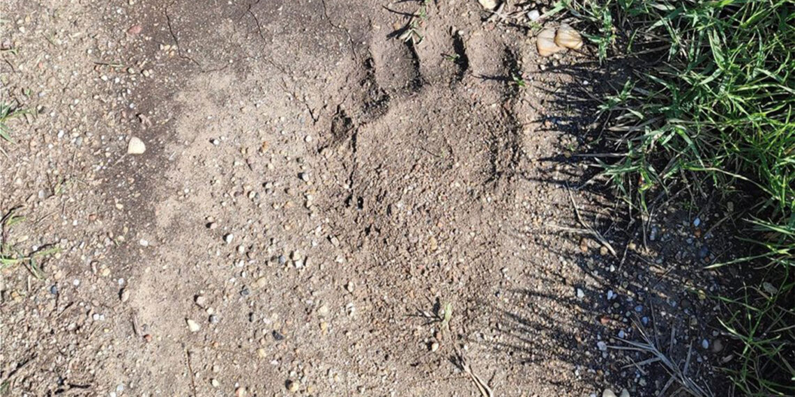 ΑΡΚΤΟΥΡΟΣ: Άμεση συνεργασία φορέων για την παρουσία αρκούδας στην περιοχή του ποταμού Αξιού και επόμενες ενέργειες