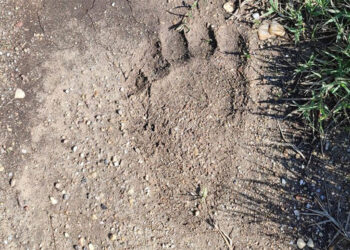 ΑΡΚΤΟΥΡΟΣ: Άμεση συνεργασία φορέων για την παρουσία αρκούδας στην περιοχή του ποταμού Αξιού και επόμενες ενέργειες