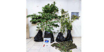 Εορδαία: Σύλληψη 56χρονου για καλλιέργεια 4 δενδρυλλίων κάνναβης και κατοχή ναρκωτικών ουσιών