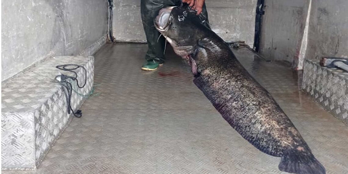 Τεράστιος γουλιανός και πάλι στα δίχτυα του Μ. Παπαδημητρίου από τον Βαθύλακκο – Με βάρος…123 κιλά!