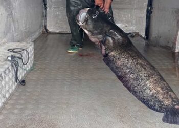 Τεράστιος γουλιανός και πάλι στα δίχτυα του Μ. Παπαδημητρίου από τον Βαθύλακκο – Με βάρος…123 κιλά!