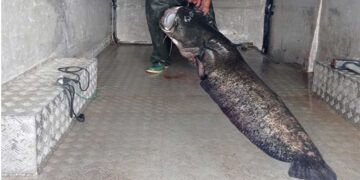 Τεράστιος γουλιανός και πάλι στα δίχτυα του Μ. Παπαδημητρίου από τον Βαθύλακκο – Με βάρος…123 κιλά!