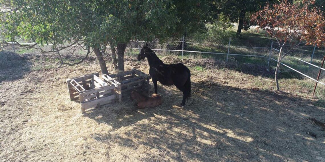 Δήμος Κοζάνης: Αλλάζει όψη ο Ιππικός Όμιλος Κοζάνης  – Εργασίες αναβάθμισης των εγκαταστάσεων στα Πετρανά