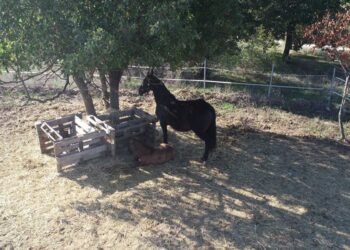 Δήμος Κοζάνης: Αλλάζει όψη ο Ιππικός Όμιλος Κοζάνης  – Εργασίες αναβάθμισης των εγκαταστάσεων στα Πετρανά