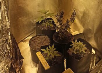 Φλώρινα: Τρεις συλλήψεις για ξεχωριστές υποθέσεις ναρκωτικών – Καλλιέργειες δενδρυλλίων κάνναβης και κατοχή ηρωίνης