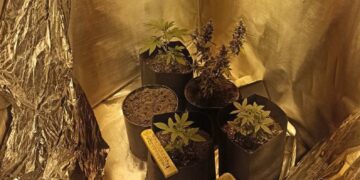 Φλώρινα: Τρεις συλλήψεις για ξεχωριστές υποθέσεις ναρκωτικών – Καλλιέργειες δενδρυλλίων κάνναβης και κατοχή ηρωίνης