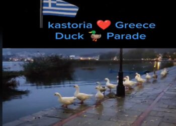 VIRAL βιντεάκι Καστοριανού στο Tik Tok με τις χήνες να κάνουν …παρέλαση στη λίμνη της Καστοριάς!
