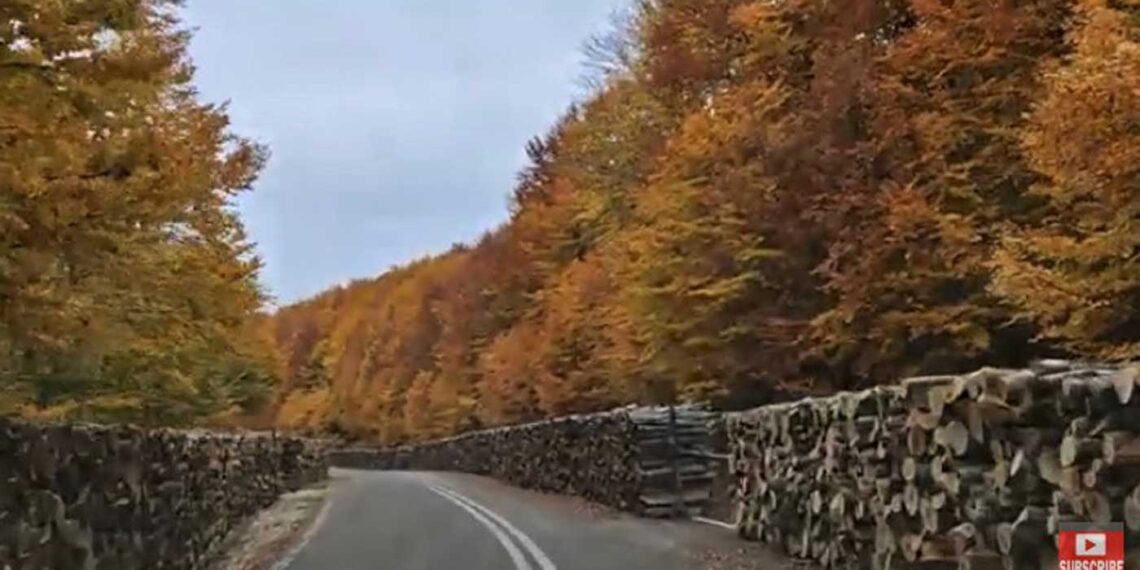 Κλεισούρα: Μουλάρια μεταφέρουν τόνους οξιάς – Τα κομμένα ξύλα «κλείνουν» το δρόμο