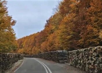 Κλεισούρα: Μουλάρια μεταφέρουν τόνους οξιάς – Τα κομμένα ξύλα «κλείνουν» το δρόμο