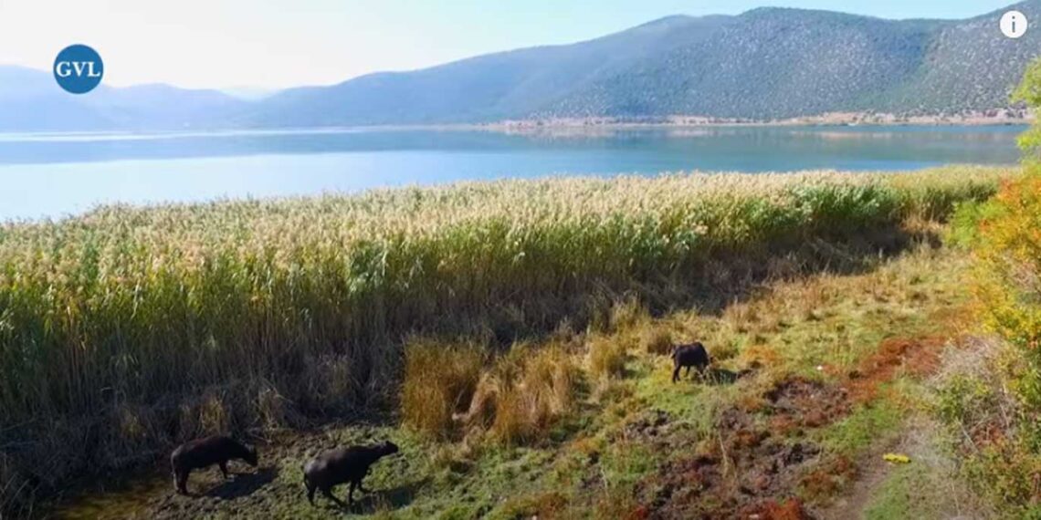 Πρέσπες,ο Κώστας και τα ζώα του-νεροβούβαλοι και μαύροι χοίροι | Η ζωή στο χωριό (βίντεο)