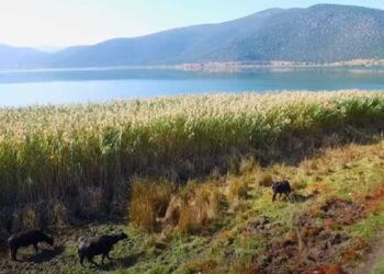 Πρέσπες,ο Κώστας και τα ζώα του-νεροβούβαλοι και μαύροι χοίροι | Η ζωή στο χωριό (βίντεο)