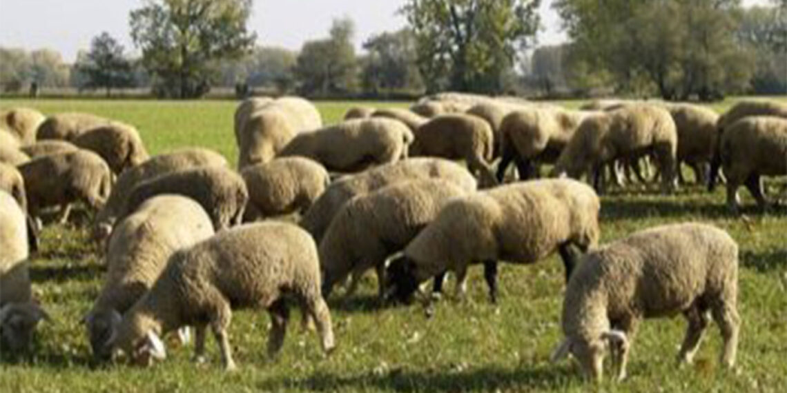 ΠΕ Φλώρινας: Ετήσια απογραφή εκμεταλλεύσεων αιγοπροβάτων και χοίρων 2021