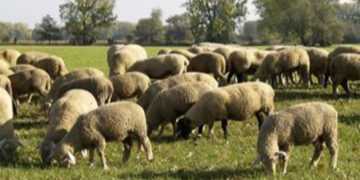 ΠΕ Φλώρινας: Ετήσια απογραφή εκμεταλλεύσεων αιγοπροβάτων και χοίρων 2021   