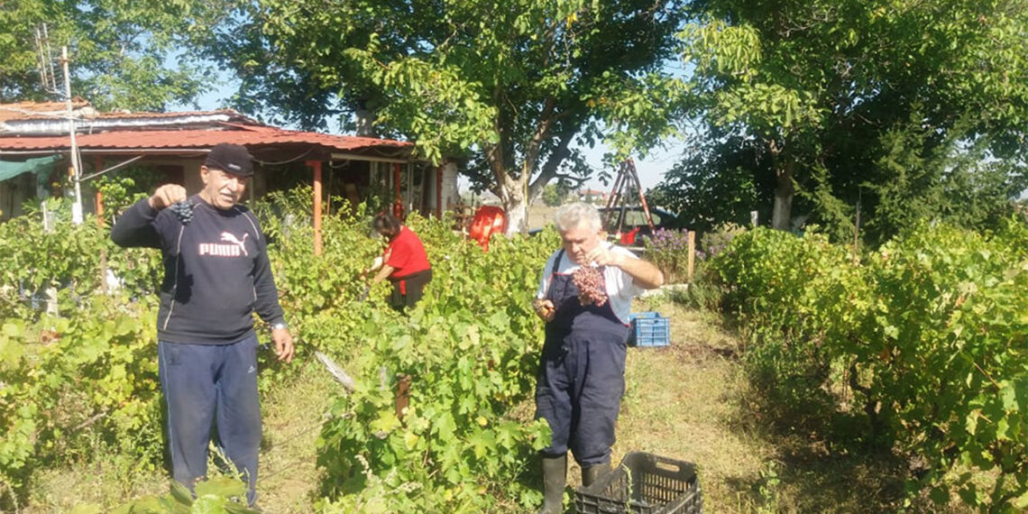 Όταν τη χαρά του ΤΡΥΓΟΥ δεν τη στερεί …ο Κορωνοϊός ! (της Κούλας Πουλασιχίδου)