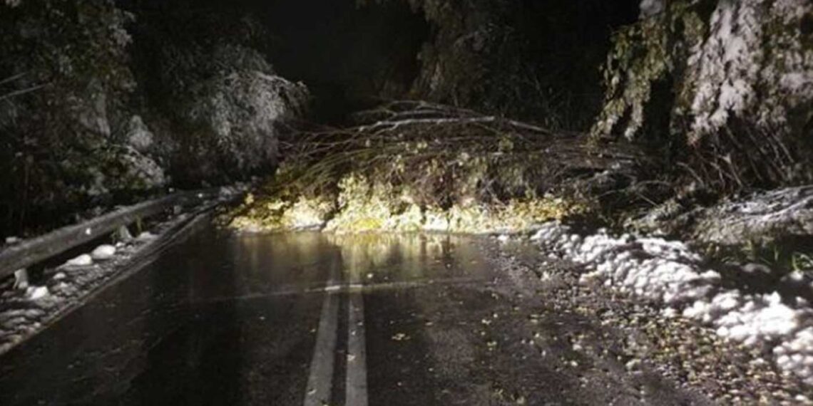 Πτώσεις δέντρων στον δρόμο Φλώρινας – Πρέσπας μέσω Βίγλας – Με προβλήματα η κίνηση των οχημάτων