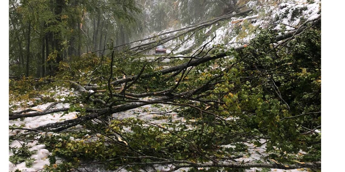 Ο οδηγός που απεγκλωβίστηκε από την Πυροσβεστική στο Βίτσι για την περιπέτειά του: “Έπεφταν συνεχώς μεγάλα κλαδιά δέντρων”- “Ευχαριστώ” στην πυροσβεστική