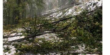 Ο οδηγός που απεγκλωβίστηκε από την Πυροσβεστική στο Βίτσι για την περιπέτειά του: “Έπεφταν συνεχώς μεγάλα κλαδιά δέντρων”- “Ευχαριστώ” στην πυροσβεστική