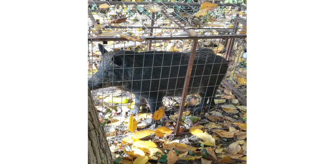 Καστοριά: Εντοπίστηκε και το δεύτερο αγριογούρουνο που «έκοβε βόλτες» στο Ντολτσό