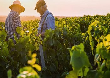 Τα οινοποιεία και ο κάμπος του ξινόμαυρου στο Αμύνταιο προτεραιότητα για την προώθηση του θεματικού τουρισμού