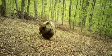 Πυροβολημένη αρκούδα βρέθηκε στο Φλάμπουρο Φλώρινας