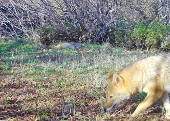 Το νεαρό τσακάλι και τα λυκάκια που φιλοξενεί ο ΑΡΚΤΟΥΡΟΣ μεγάλωσαν αρκετά