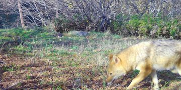 Το νεαρό τσακάλι και τα λυκάκια που φιλοξενεί ο ΑΡΚΤΟΥΡΟΣ μεγάλωσαν αρκετά