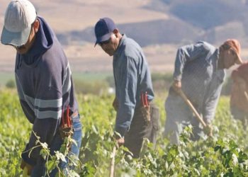 Παράταση παραμονής για τους εργάτες γης  – Θετική αλλά καθυστερημένη απόφαση λένε οι παραγωγοί της Δ. Μακεδονίας