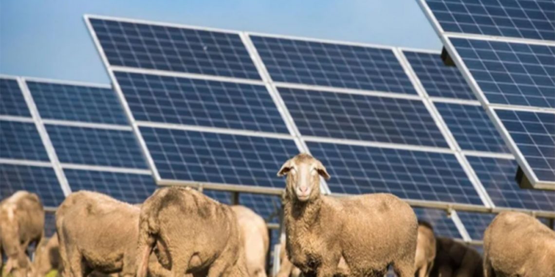 Γιατί φωτοβολταϊκή επιχείρηση προσέλαβε 50… πρόβατα και μερικά γαϊδούρια για πάρκο 10 Μεγαβάτ