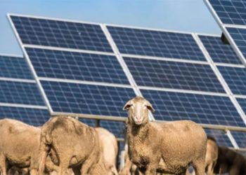 Γιατί φωτοβολταϊκή επιχείρηση προσέλαβε 50… πρόβατα και μερικά γαϊδούρια για πάρκο 10 Μεγαβάτ