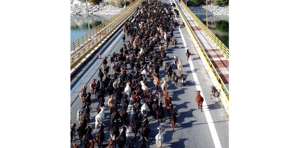 Ασυνήθιστη εικόνα: Πάνω από 1.000 γίδια διασχίζουν τη Γέφυρα Σερβίων