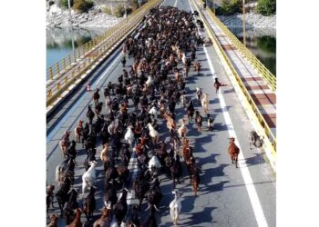 Ασυνήθιστη εικόνα: Πάνω από 1.000 γίδια διασχίζουν τη Γέφυρα Σερβίων