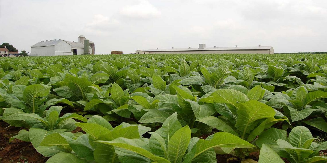 Λιβανός: Ενίσχυση 11,3 εκατ. ευρώ στους καπνοπαραγωγούς, λόγω πανδημίας