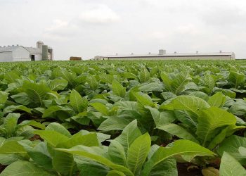 Λιβανός: Ενίσχυση 11,3 εκατ. ευρώ στους καπνοπαραγωγούς, λόγω πανδημίας