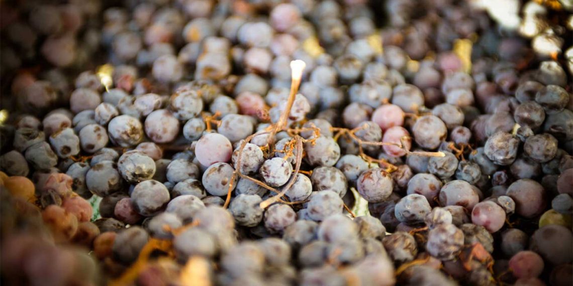 Οινοτουρισμός στη δυτική Μακεδονία, τη γη των τεσσάρων λιμνών (από τη LIFO)