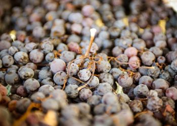 Οινοτουρισμός στη δυτική Μακεδονία, τη γη των τεσσάρων λιμνών (από τη LIFO)