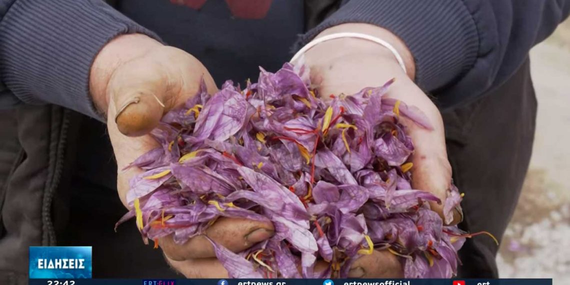 Κοζάνη: Καταστράφηκε το 50% της κροκοπαραγωγής από την Βροχή – VIDEO