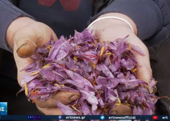 Κοζάνη: Καταστράφηκε το 50% της κροκοπαραγωγής από την Βροχή – VIDEO